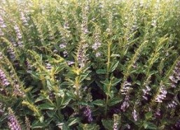 草国产,探寻自然与文化的交融之地